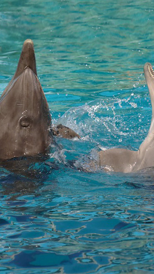 tapety delfiny (8).jpg