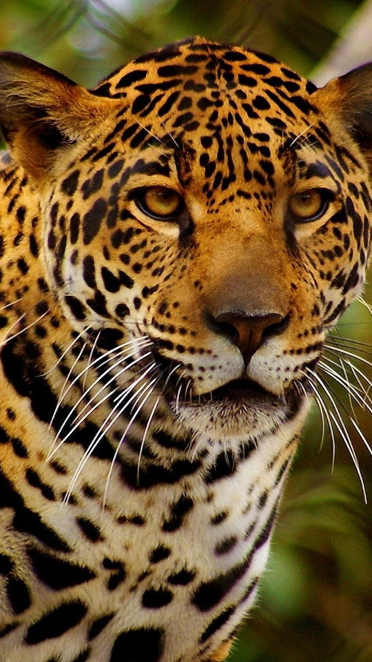 Gepard