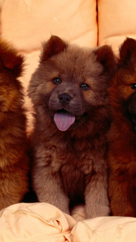 Cozy Couch, Chow Chow Puppies.jpg
