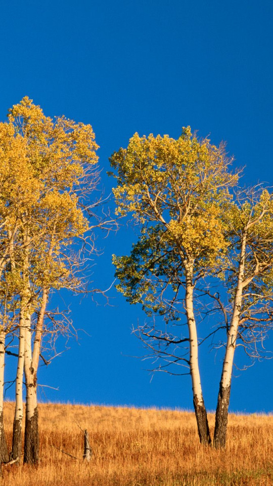 Autumn Aspen Trees and Sunset, Yellowstone National Park, Wyoming.jpg