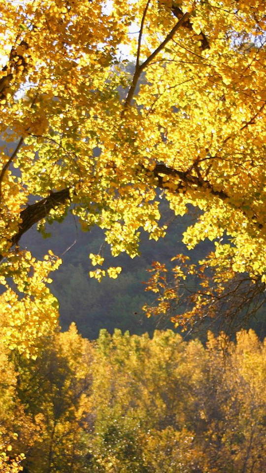 Złote liście drzew