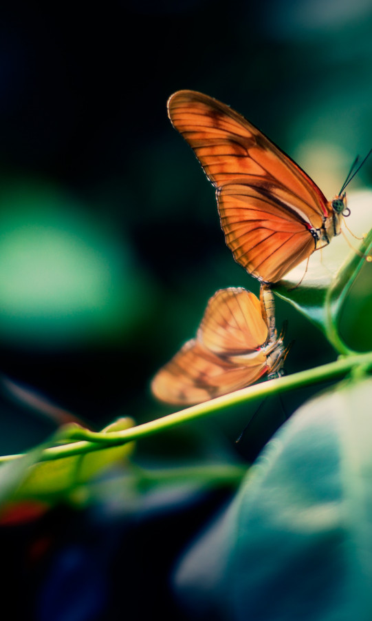 Motyle kopulujące na liściu