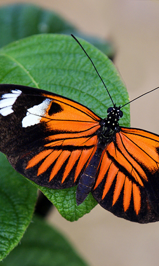 Pomarańczowo czarny motyl