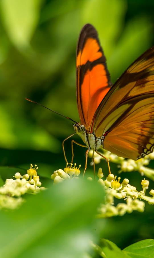 Czerwony motyl spija nektar z kwiatów
