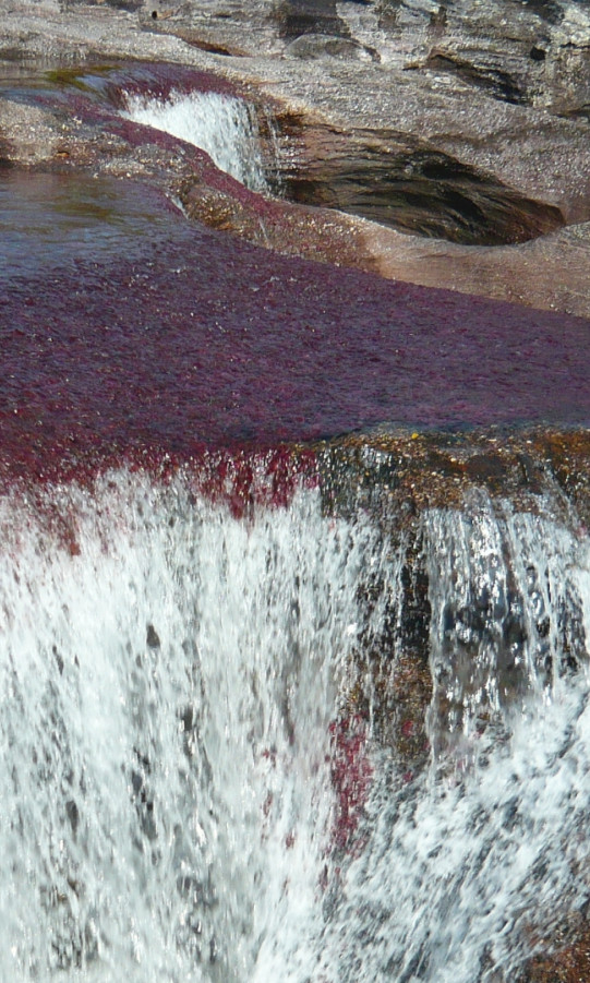 Caño Cristales