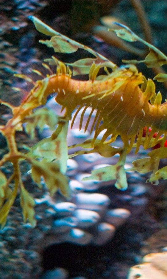 leafy sea dragon