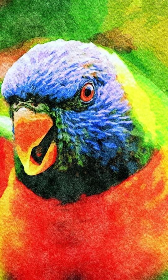 Papuga