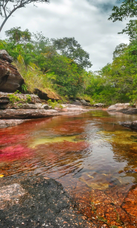 Caño Cristales