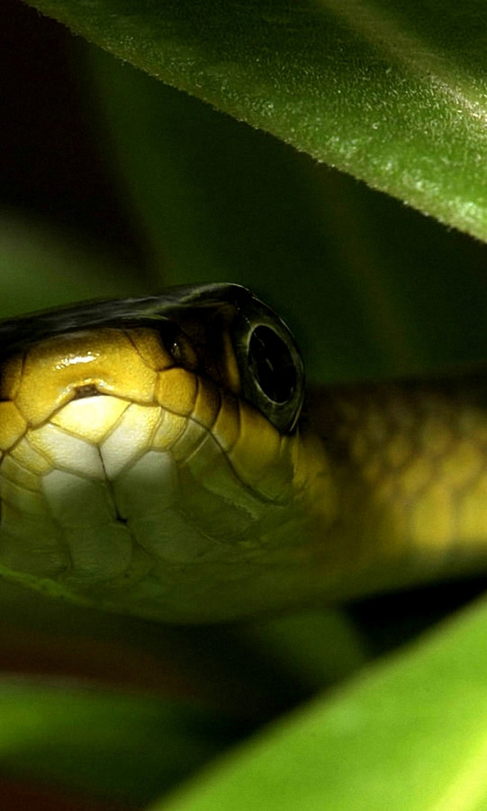 Zielony wąż