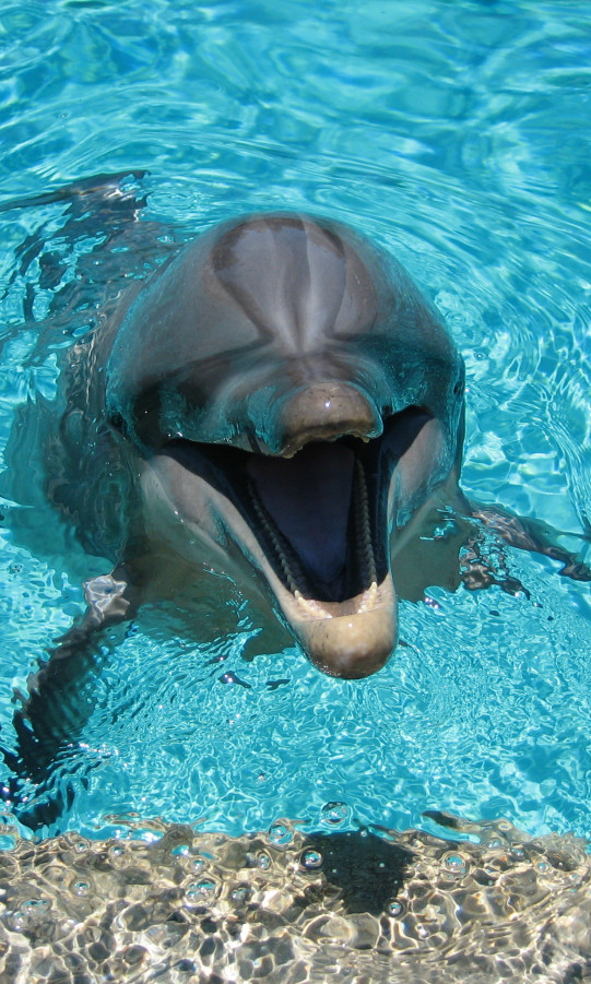 Delfiny 10