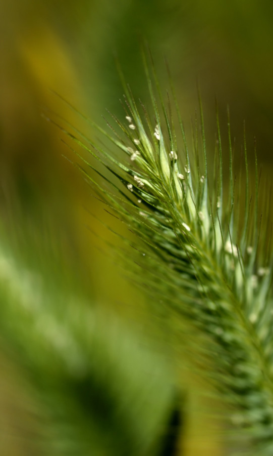 makro-foto-zielone-rosliny (166).jpg