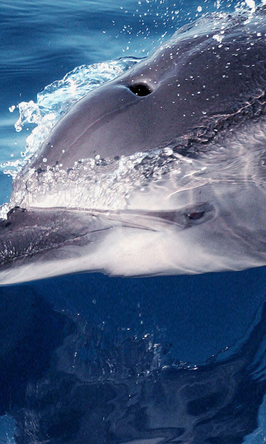 tapety delfiny (2).jpg