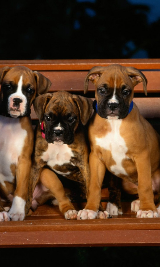 Boxer Puppies.jpg