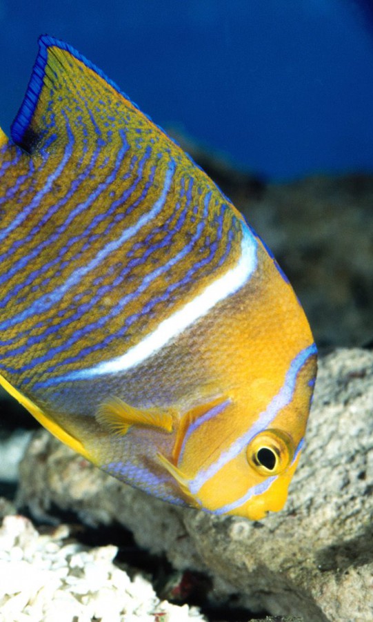 King Angelfish.jpg