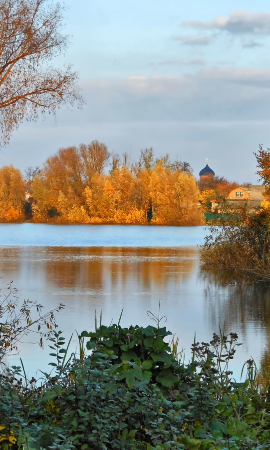 Drzewa nad rzeką