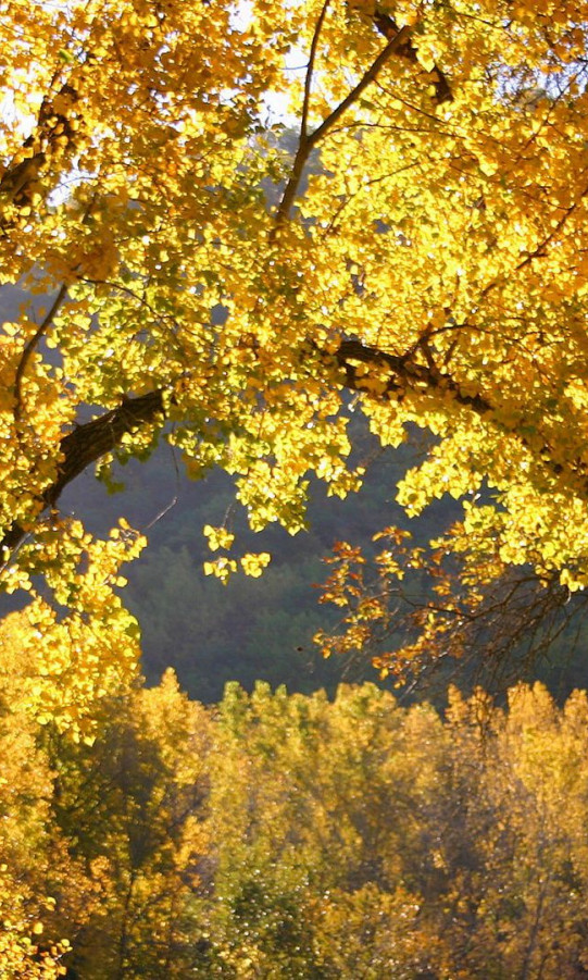 Złote liście drzew
