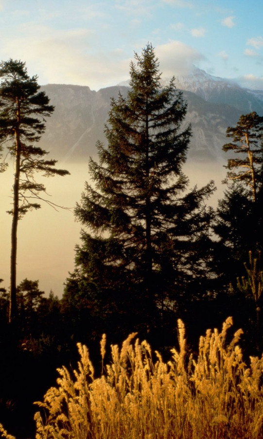 Twilight In The Woods, Valais, Switzerland.jpg