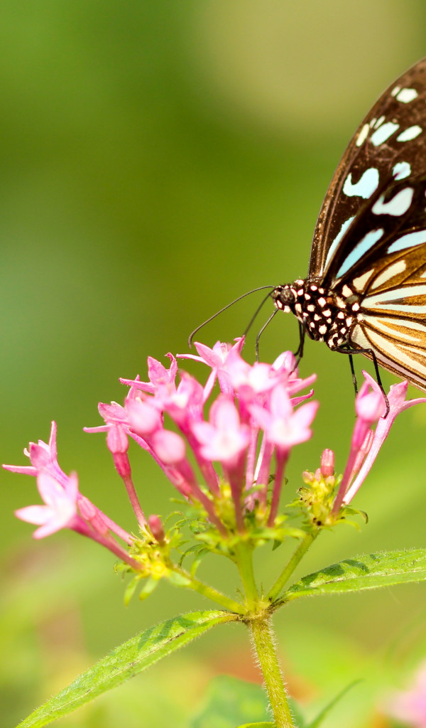 Motyl, Piękny, Spija nektar z różowego kwiatka