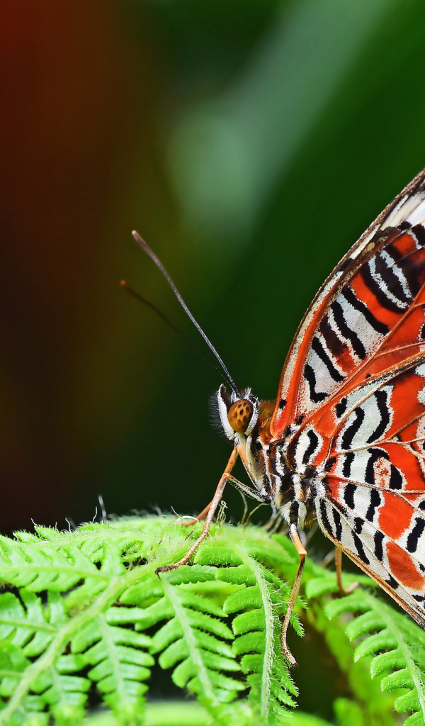 Kolorowy motyl z tropików