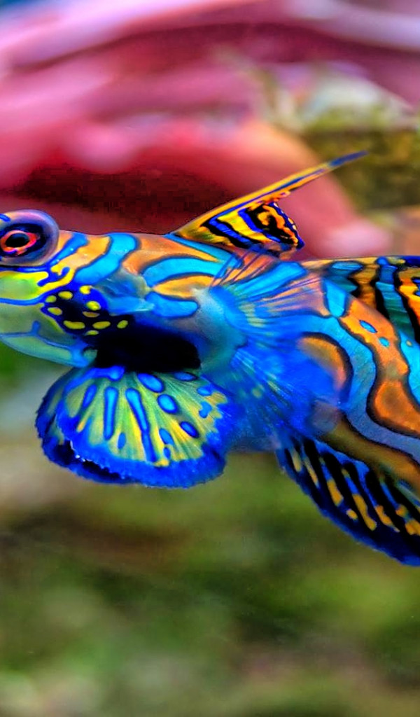 fish mandarinfish