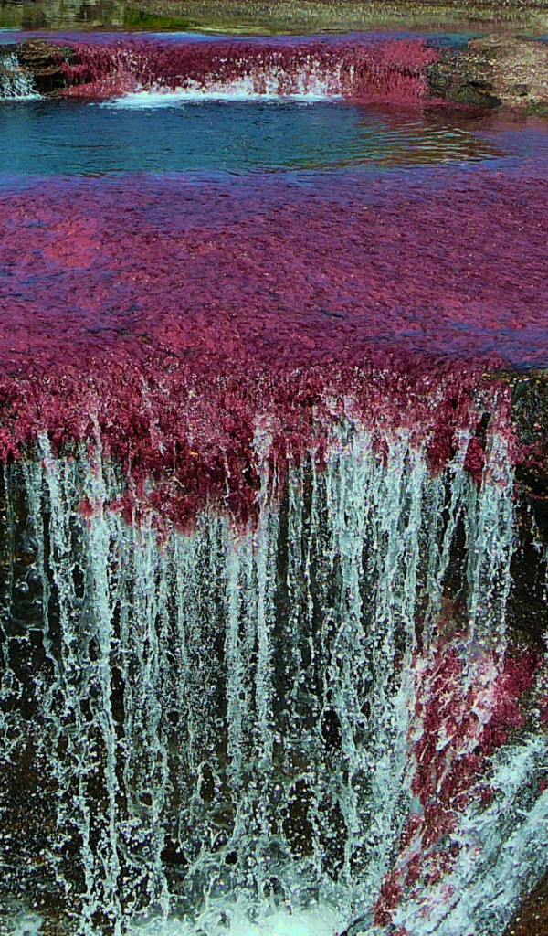 Caño Cristales