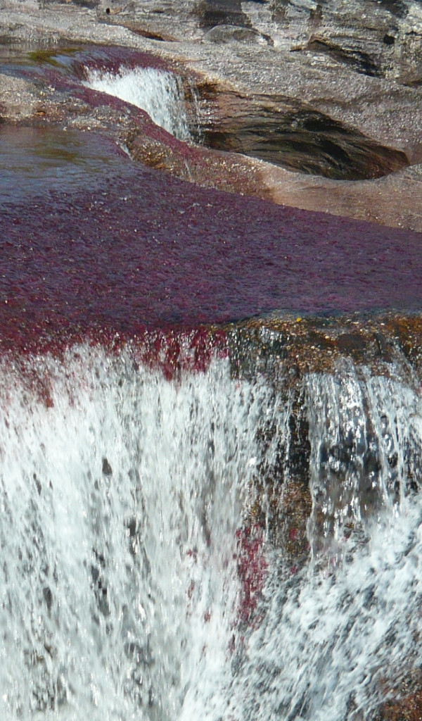 Caño Cristales