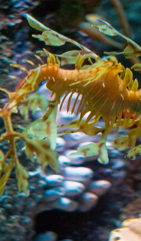 leafy sea dragon