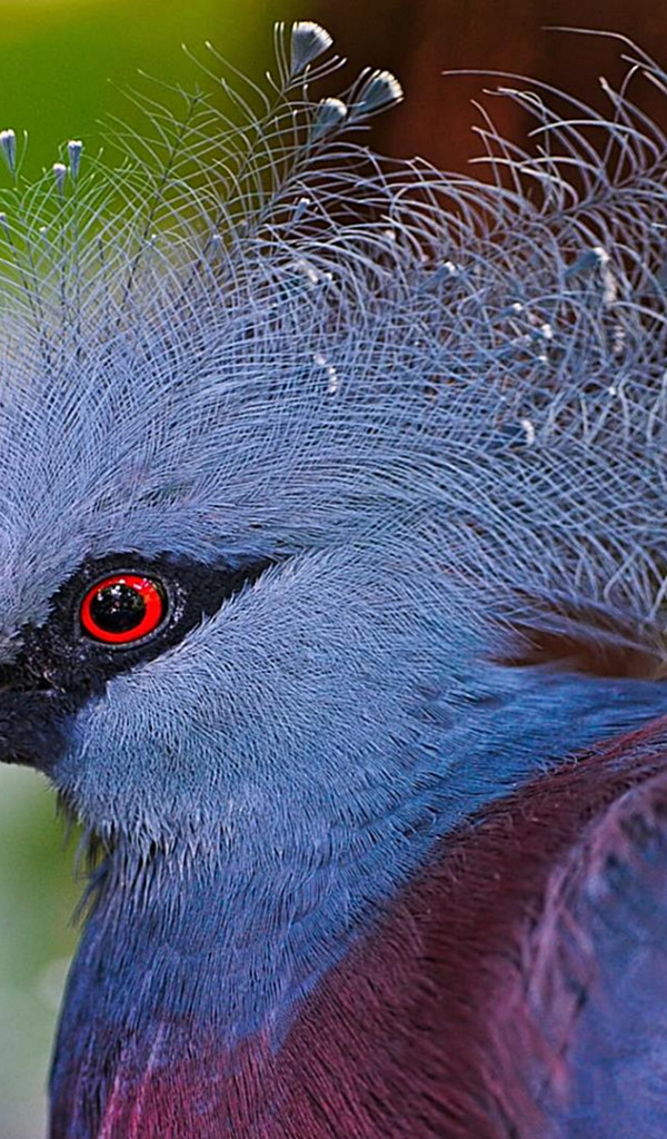 Victoria crowned pigeon