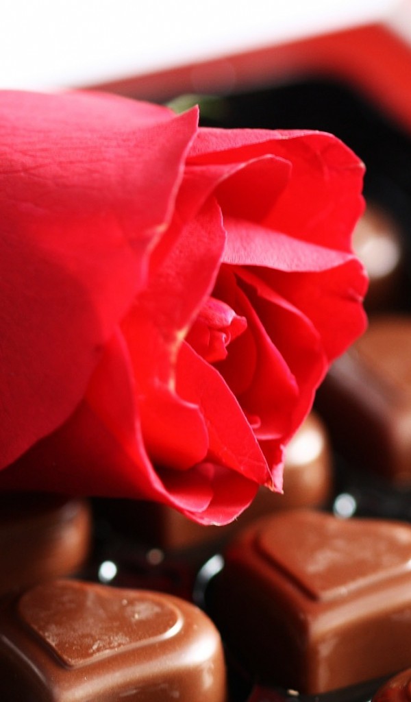 róża i czekoladki
