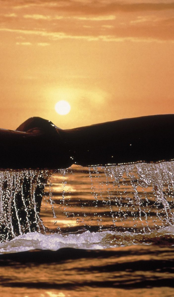 Humpback Whale Tail.jpg