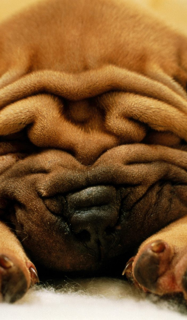 Mr. Wrinkles.jpg