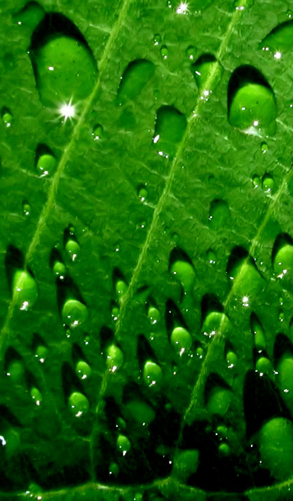 makro-foto-zielone-rosliny (74).jpg