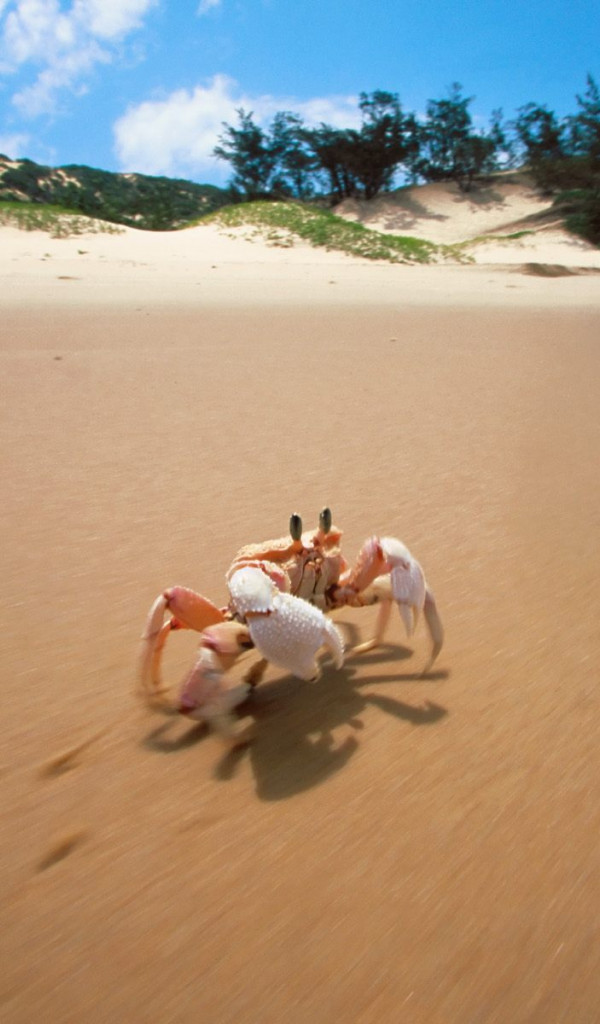 Sidesteppin', Crab, Bazaruto, Mozambique.jpg