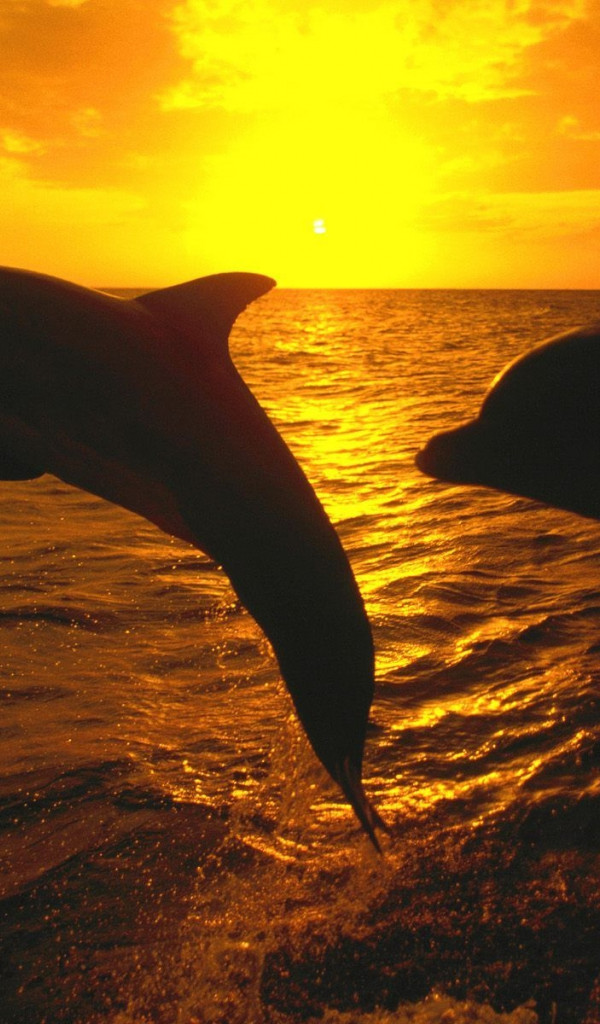 tapety delfiny (44).jpg