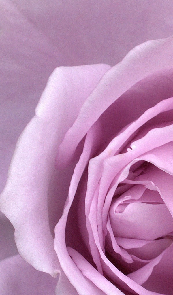 roze (36).jpg