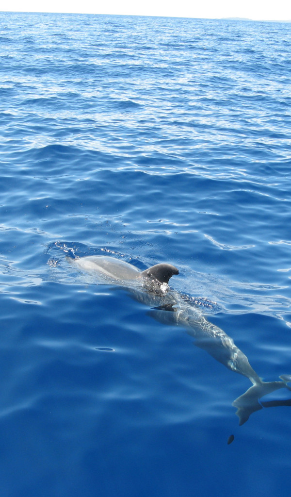 tapety delfiny (28).jpg