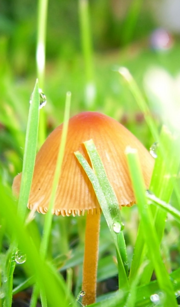 makro-foto-zielone-rosliny (134).jpg