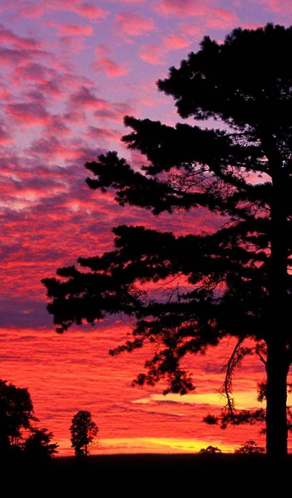 Silhouetted Pine at Sunset, Kentucky.jpg