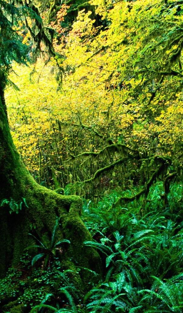 Hoh Rainforest, Olympic National Park, Washington.jpg