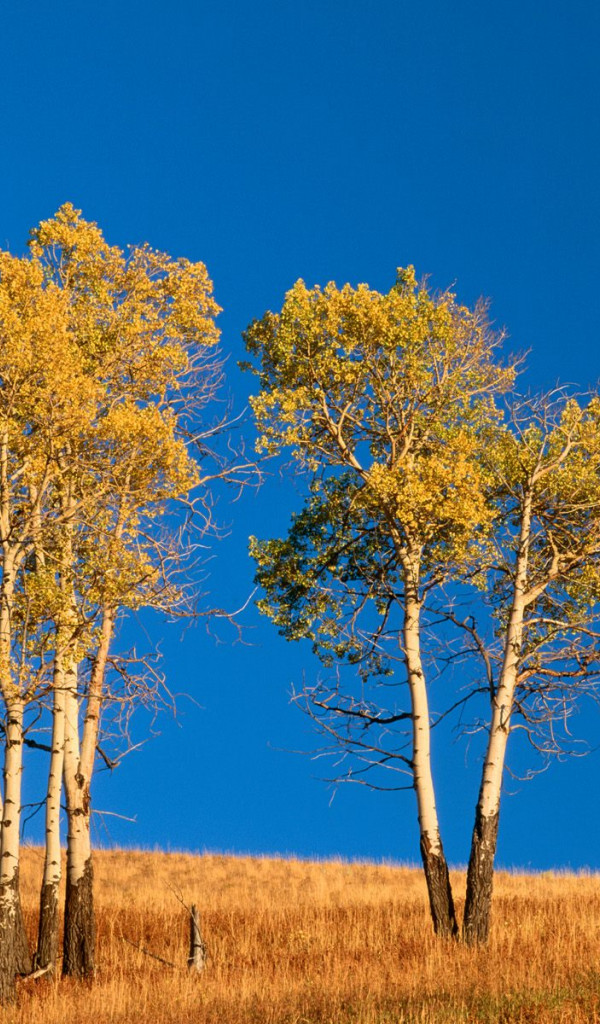 Autumn Aspen Trees and Sunset, Yellowstone National Park, Wyoming.jpg