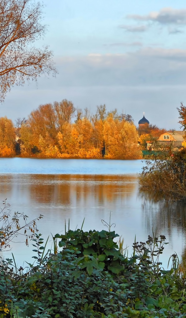 Drzewa nad rzeką