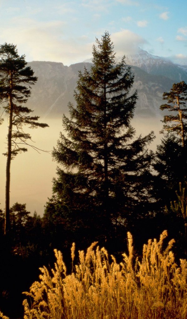 Twilight In The Woods, Valais, Switzerland.jpg