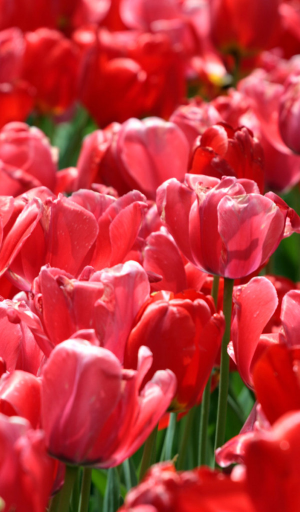 Tulipany (22).jpg