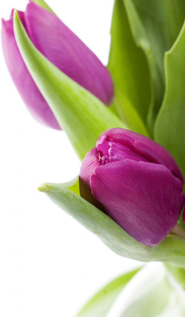 Tulipany (19).jpg