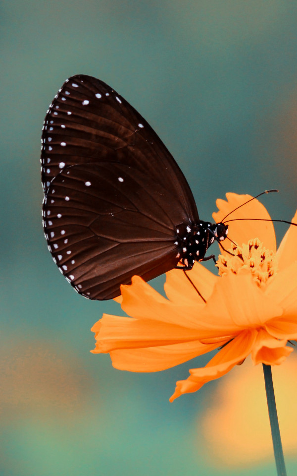 Motyl spija nektar z pomarańczowego kwiatka