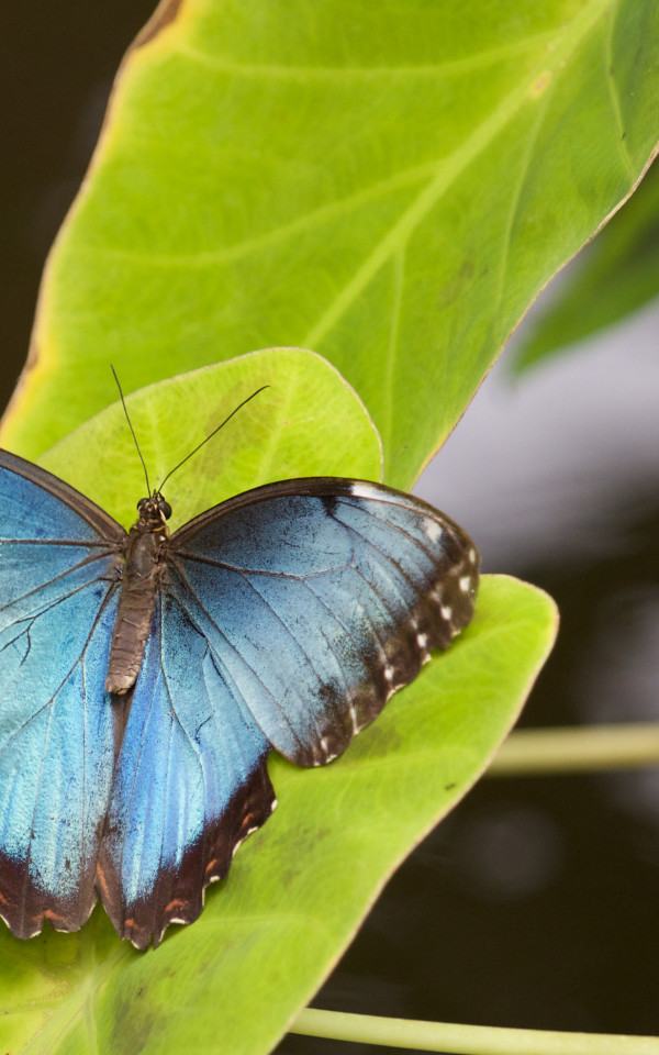 Morpho Menelaus na liściu