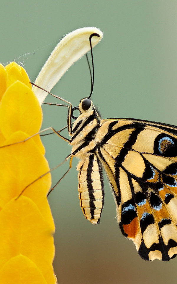 Motyl na żółtych liściach