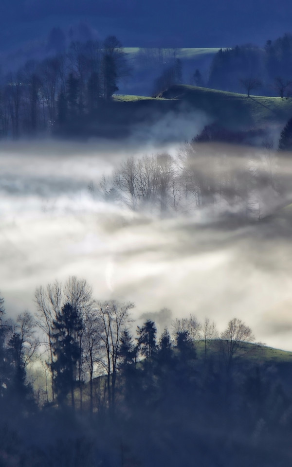 Mgła nad doliną w lesie