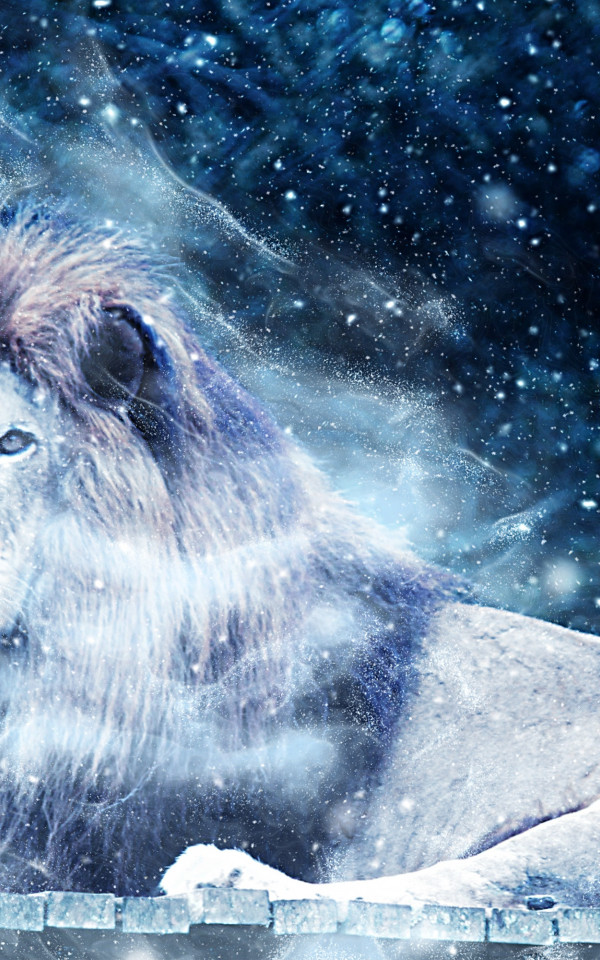 Lew w czasie opadów śniegu