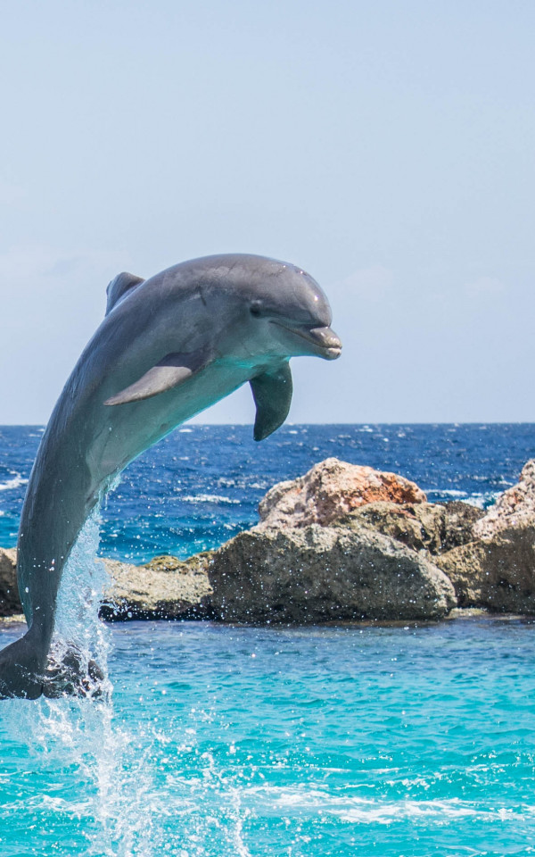 Delfin wyskakujący nad wodę